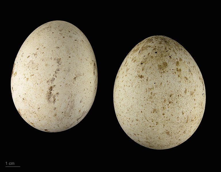 File:Aquila nipalensis MHNT.ZOO.2010.11.91.18.jpg