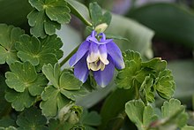 Fan columbine (Aquilegia flabellata) Aquilegia flabellata1.jpg