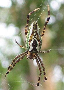 Plebs bradleyi Araneus bradleyi - 17mm body length - 35mm entire length.jpg