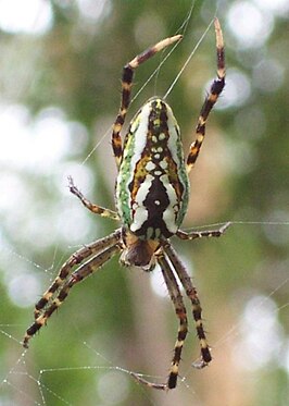 Araneus bradleyi