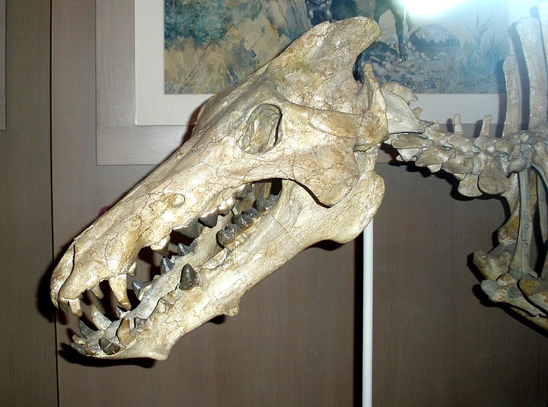 File:Archaeotherium mortoni.JPG