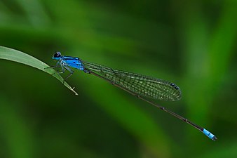 Long-banded Bluetail Archibasis oscillans male