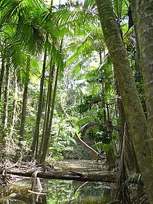 Уоррил Криктегі Archontophoenix myolensis, Myola, Atherton Tableland.jpg