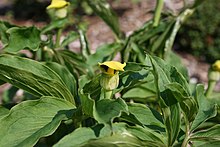 Arisaema-flavum-flower.jpg