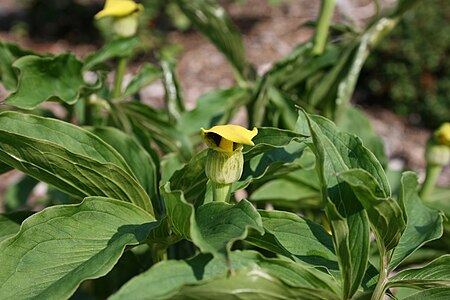 Arisaema_flavum