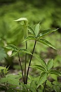 Arisaema sachalinense (Miyabe & Kudo) J.Murata, J. Fac. Sci. Univ. Tokyo, Sect. 3, Bot. 14 66 (1986) (48029859796).jpg