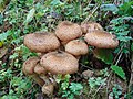 Armillaria galica 5.jpg