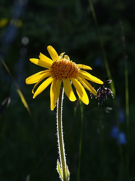 File:Arnica montana (flower).jpg