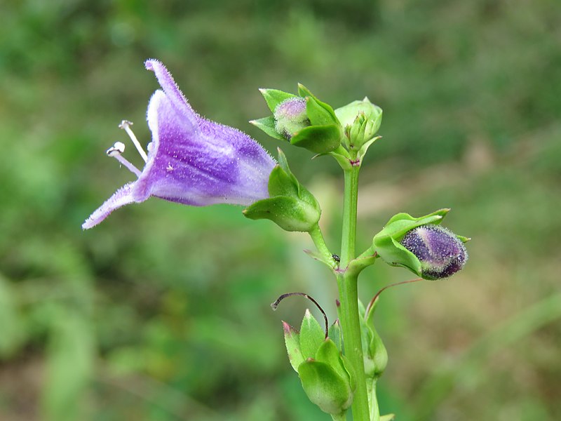 File:Artanema longifolium at Periya 2019 (13).jpg