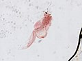 Artemia - Wikispecies