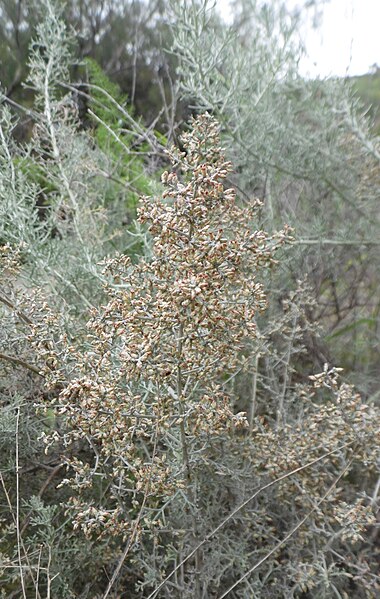 File:Artemisia ramosa kz2.JPG