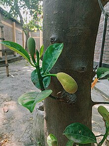 Developing buds of jackfruit Artocarpus heterophyllus buds.jpg