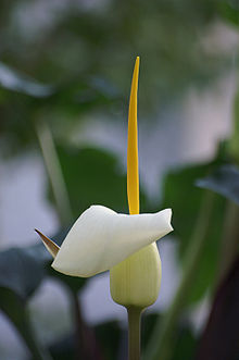 Arum-creticum 0087.jpg