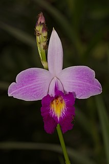 <i>Arundina</i> Genus of orchids