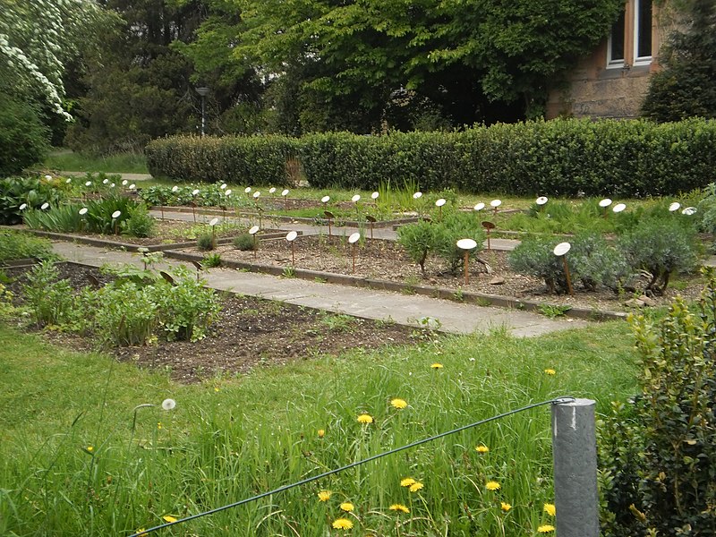 File:Arzneipflanzengarten im Alten Botanischen Garten Marburg mit Buchsbaumhecken-Einfassung, 2019-05-05.jpg