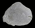 * Nomination Valve of a TRiassic bivalve, Astartellopsis nuda --Llez 05:09, 13 April 2022 (UTC) * Promotion  Support Good quality.--Famberhorst 05:59, 13 April 2022 (UTC)