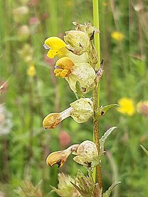 Aston Rowant - Yellow Rattle.jpg