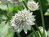 Astrantia major6.jpg