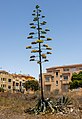 * Nomination: Agave near Parque las Mantecas, Tenerife --Mike Peel 20:31, 30 August 2022 (UTC) * Review It needs a perspective correction --Michielverbeek 06:07, 31 August 2022 (UTC) @Michielverbeek: Perspective tweaked, does that look better? Note that the plant is not vertical. Thanks. Mike Peel 17:07, 31 August 2022 (UTC)