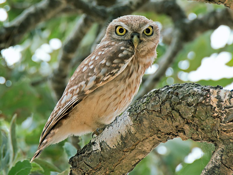 File:Athene noctua - the little owl.jpg