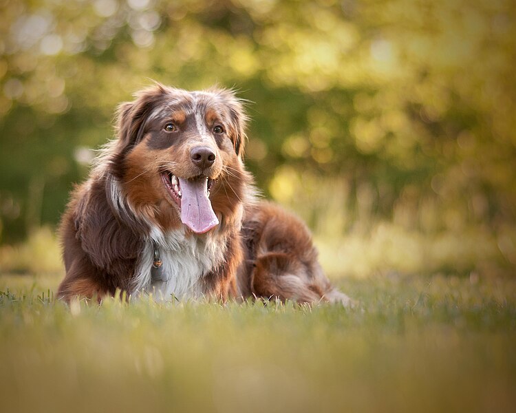 File:AustralianShepherd.jpg