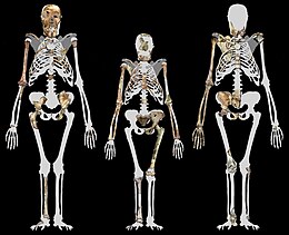 MH1 (left), A. afarensis Lucy (centre), and MH2 (right)
MH1 is 130 cm (4 ft 3 in) tall Australopithecus sediba and Lucy.jpg