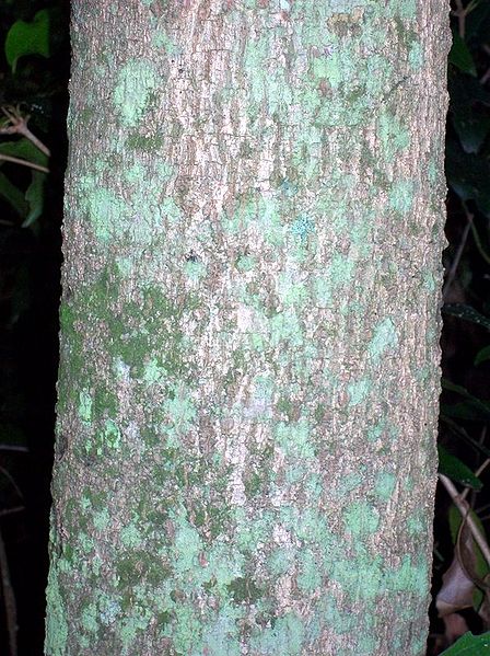 File:Austrobuxus swainii trunk.jpg