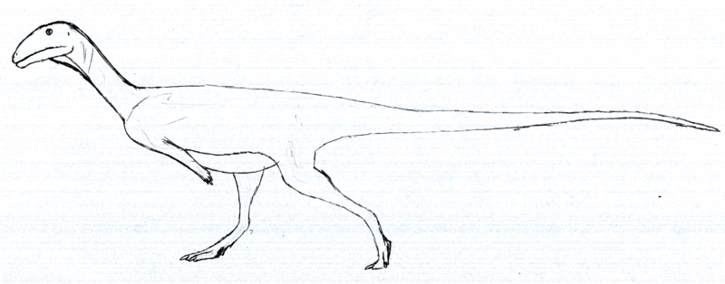 File:Austrocheirus LM.png