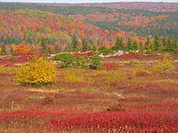 The "high sods" in fall colors Autumn-colors-dolly-sods - West Virginia - ForestWander.jpg
