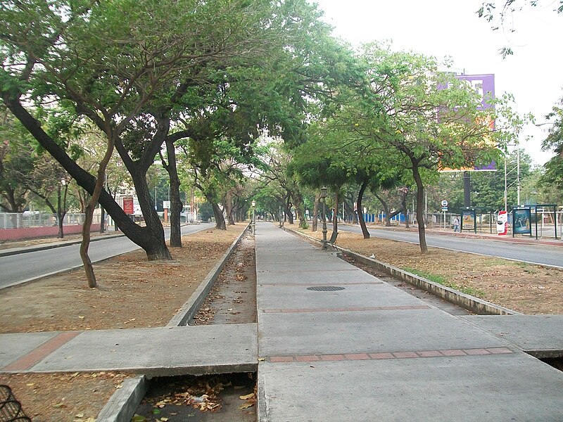 File:Ave Las Delicias, Maracay 016.jpg