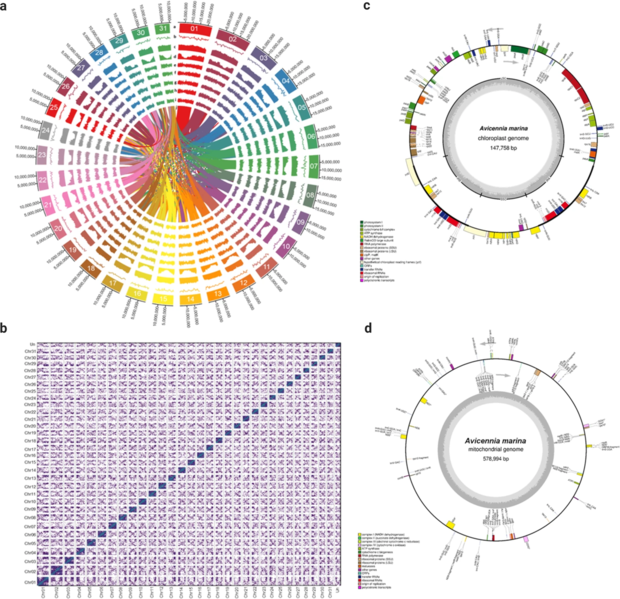 File:Avicennia marina genome features.webp