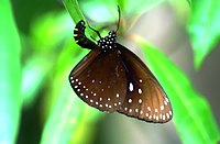 B001 Euploea Phaenareta Castelnaui Female Laying Koh Yao Noi Island Thailand Southern (5588355875).jpg