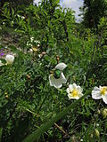 Miniatura para Rosa canina