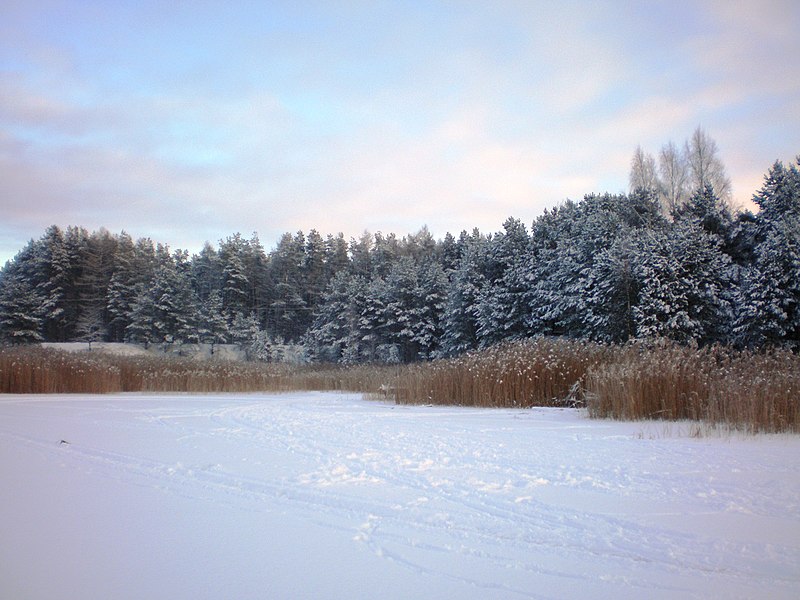 File:BabėnaiForest004.JPG