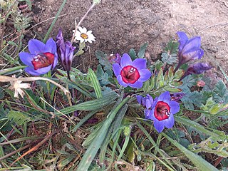 <i>Babiana rubrocyanea</i> Species of flowering plant