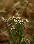 Miniatura para Baccharis glutinosa