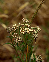 Baccharis glutinosa