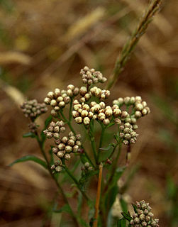 <i>Baccharis glutinosa</i> Species of flowering plant