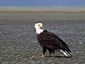 American Bald Eagle, National bird of America