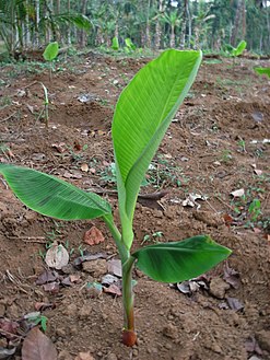 നേന്ത്രവാഴത്തൈ.