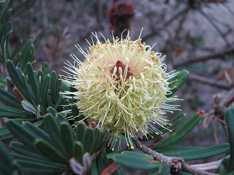 File:Banksia marginata 'Mallacoota Dwarf' 2.jpg