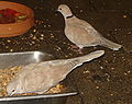 A pair of Barbary doves