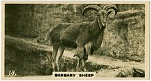 In the London Zoo Barbary Sheep 2 (ca 1919-1940).jpg