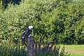 Bearded vulture (23275935301).jpg