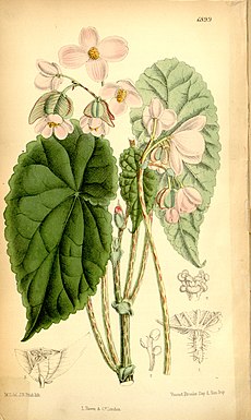 Begonia johnstonii.jpg