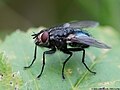 Bellardia vulgaris (Robineau-Desvoidy, 1830)