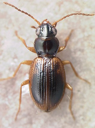 <i>Bembidion semicinctum</i> Species of beetle