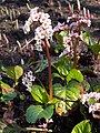 Bergenia 'Schneekönigin', Bergenia mieszańcowa 'Schneekönigin', 2017-04-09