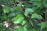 Betula medwediewii GotBot 2015 002.jpg