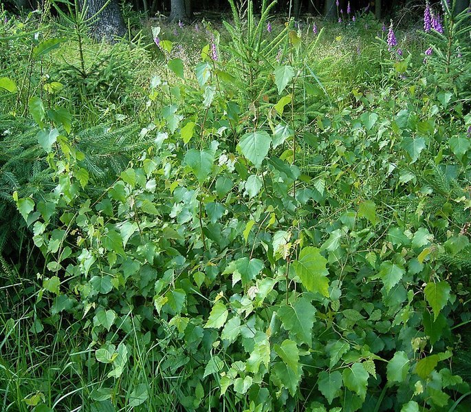 File:Betula pendula ies.jpg